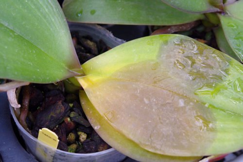 Почему у орхидеи гниют корни