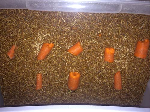 raising mealworms - feeding them carrots