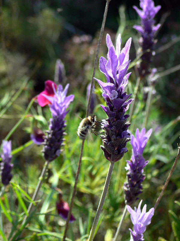 Lavandula dentata growing in a garden