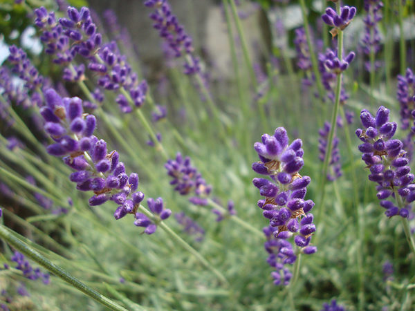 Lavender hybrid