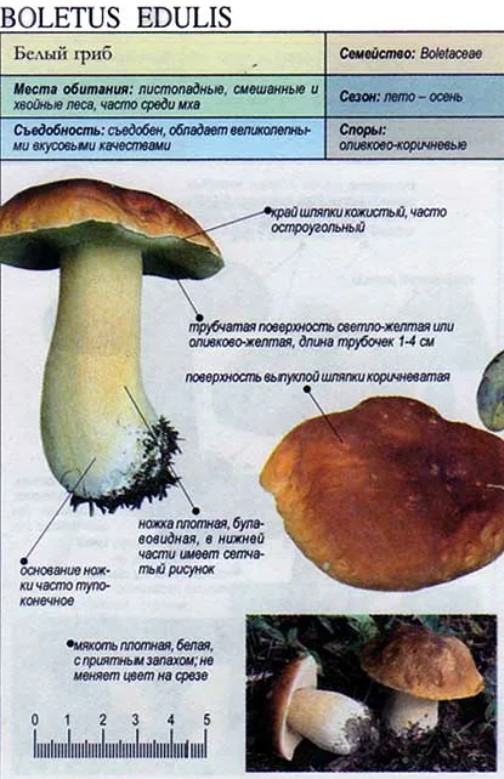 Белый гриб описание. Белый гриб описание 5 класс. Описание гриба белый гриб. Белый гриб энциклопедия.