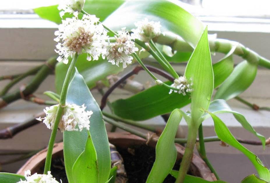 Растение ус. Каллизия душистая, Фрагранс (Callisia fragrans. Золотой ус цветет. Callisia fragrans (душистая или золотой ус) цветёт?. Цветок золотой ус лечебные.