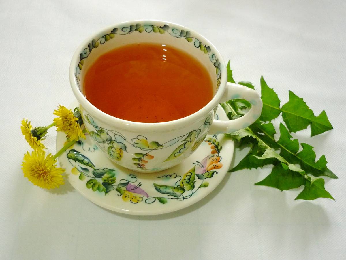 Польза чая из одуванчиков цветков. Чай из одуванчиков. Одуванчиковый чай. Чай из листьев одуванчика. Отвар одуванчика.