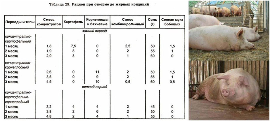 Со скольки дней можно давать кашу поросятам