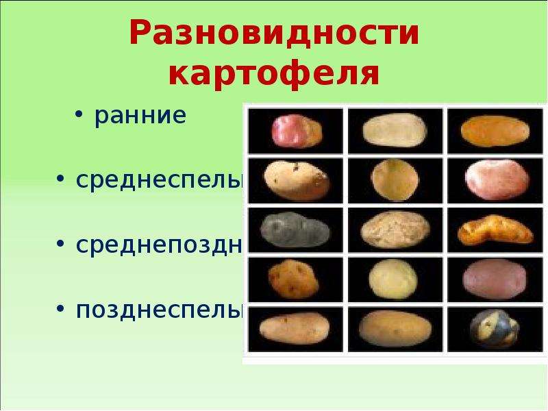 Виды картофеля