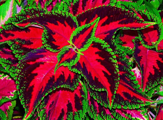 Сорт Колеус блюме