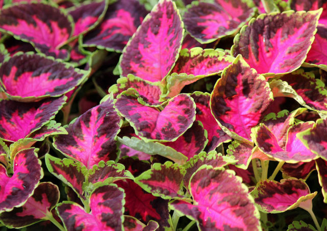 Посадка и уход за колеусом wizard