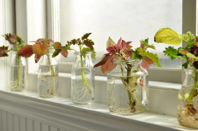 Укоренение черенков колеуса