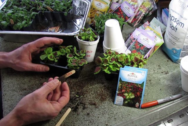 Пикирование рассады колеуса