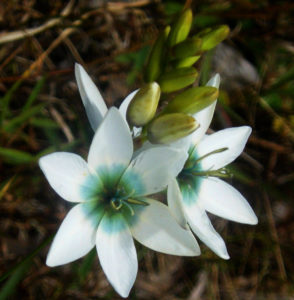 Как бороться с болезнями и вредителями иксии