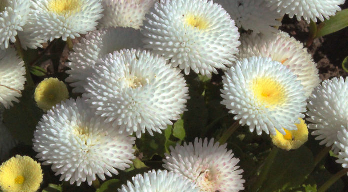 Маргаритка Белый шар