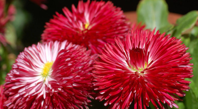 Маргаритка Хабанера