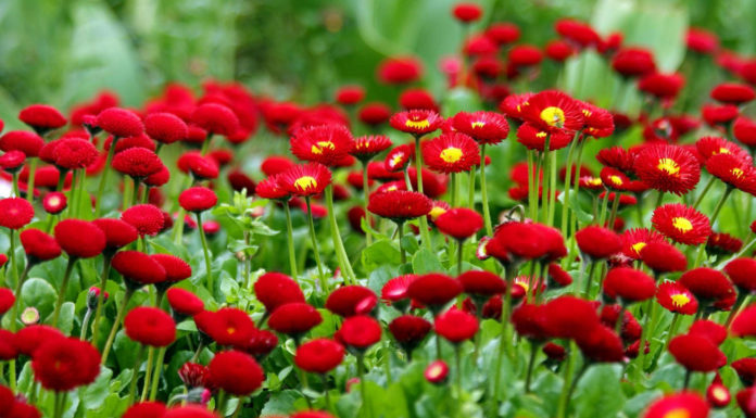 Маргаритка Красный ковер