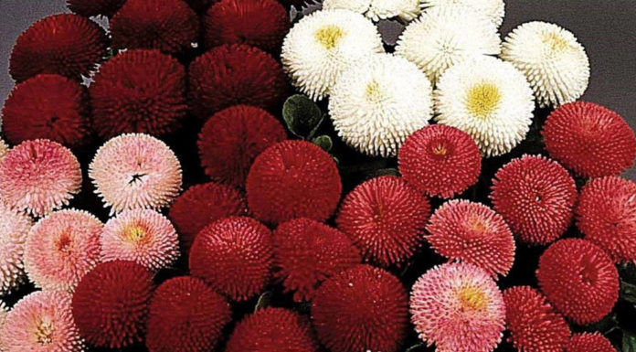 Маргаритка Помпонная