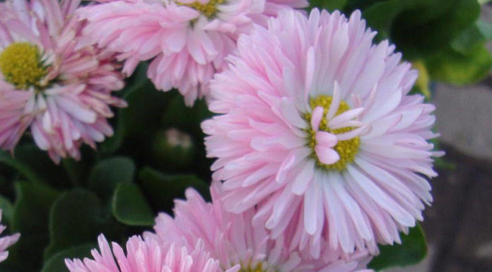 Маргаритка Робелла