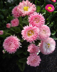 Возле каких цветов посадить маргаритки