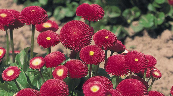 Маргаритка Тассо Ред