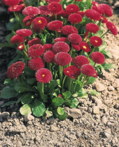 Описание цветка маргаритка