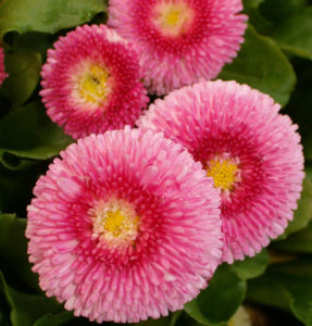 Сбор созревших семян маргариток