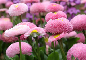 Растение многолетняя маргаритка