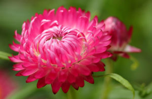 Агротехника ухода за цветами маргаритки в саду