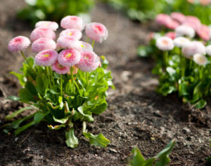 В каком месте посадить цветы маргаритки