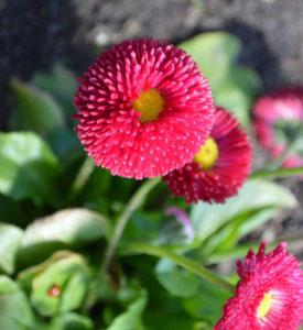 Сажаем маргаритки в открытый грунт