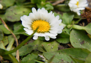 Невысокая стелющаяся маргаритка