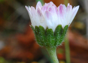 Способы размножения и посадки маргариток