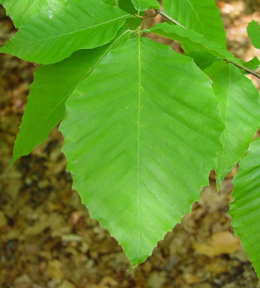 Как выглядят листья. Fagus grandifolia. Бук Лесной листья. Бук Крымский листья. Бук дерево листья.