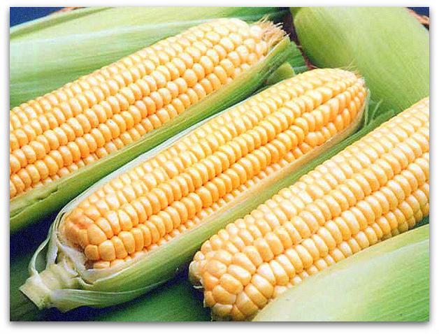 кукуруза поларис