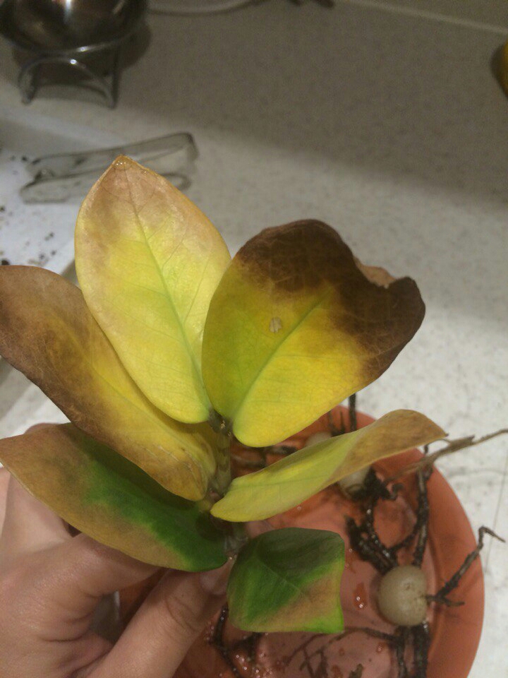 Почему желтеют листья у замиокулькаса что делать
