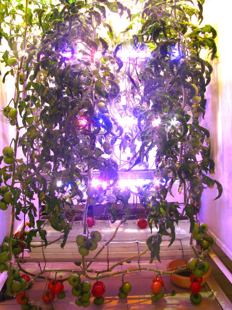 Как подсвечивать томаты. Подсветка на окно для цветов. Подсветка для растений на подоконнике. Освещение для цветов на подоконнике. Подсветка для цветов в квартире.