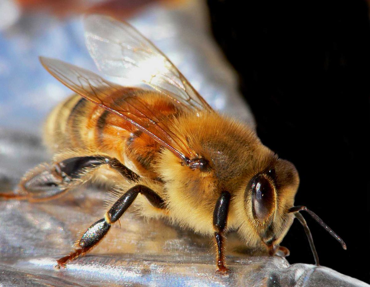 Que significa sonar con abejas