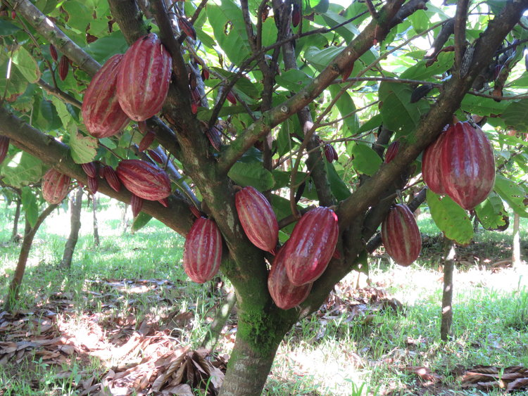 Боб дерево. Какао в Южной Америке. Растения Южной Америки какао. Дерево какао Южной Америки. Какао Бобы дерево.