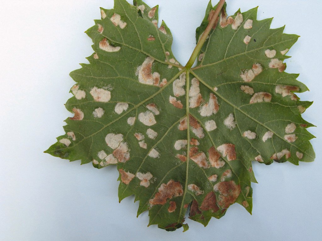 Пупырышки на листьях винограда описание с фотографиями и способы лечения