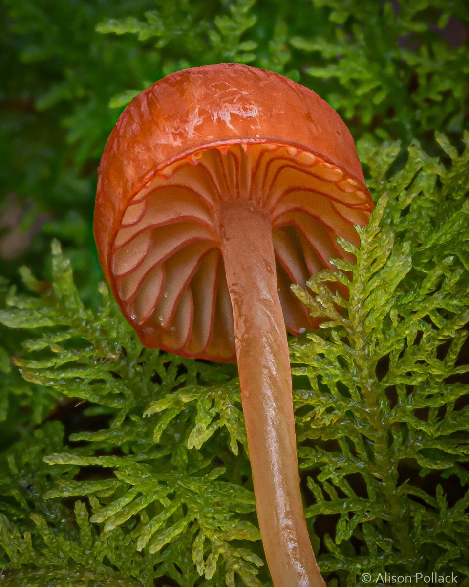 Необычные грибы