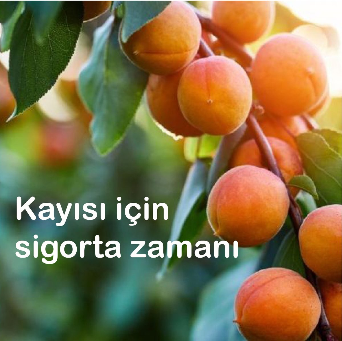 Можно ли посадить абрикос. Абрикос растет. Выращивание абрикоса. Абрикос в Сибири. Абрикос для средней полосы лучшие сорта.