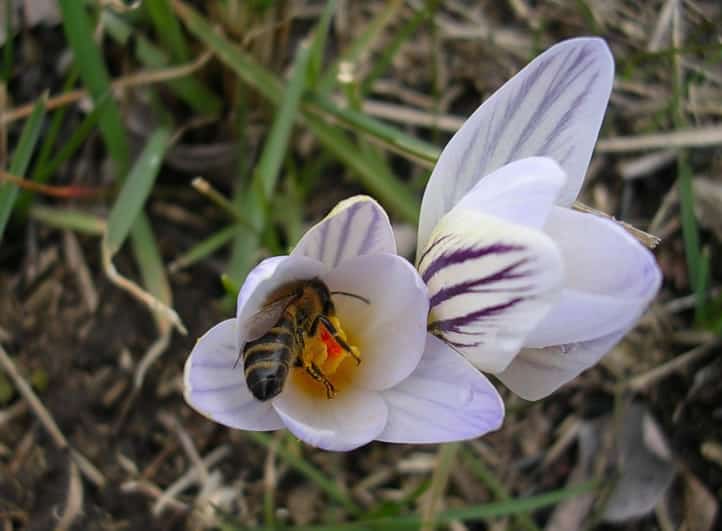 кубанская пчела