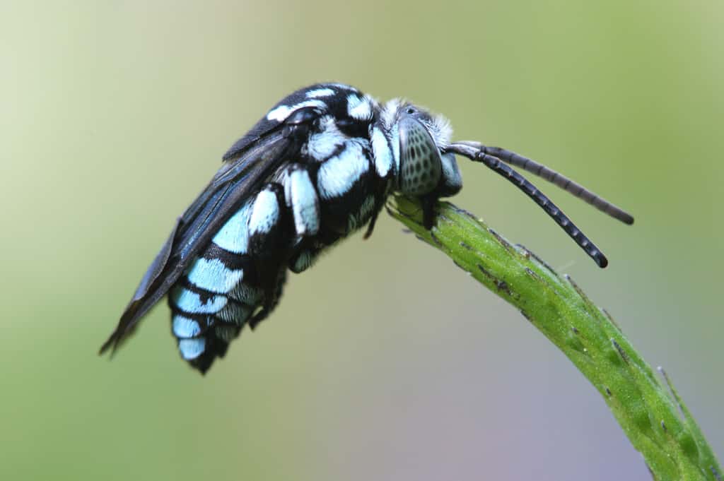 пчела кукушка