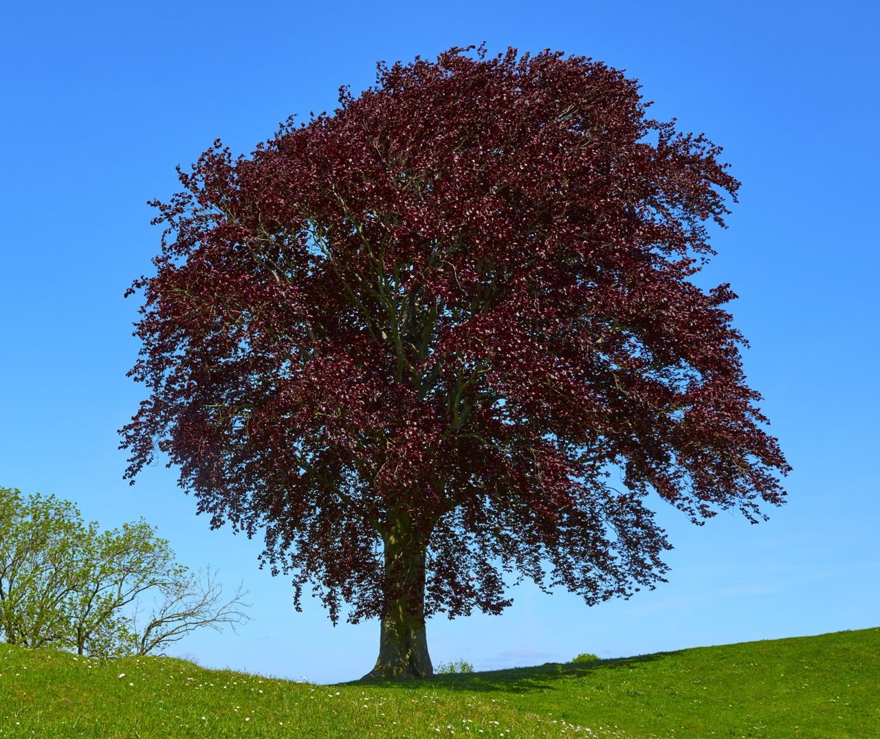 Бук дерево. Бук Лесной Атропурпуреа. Fagus sylvatica Atropurpurea. Бук Лесной краснолистный. Дуб черешчатый Атропурпуреа.