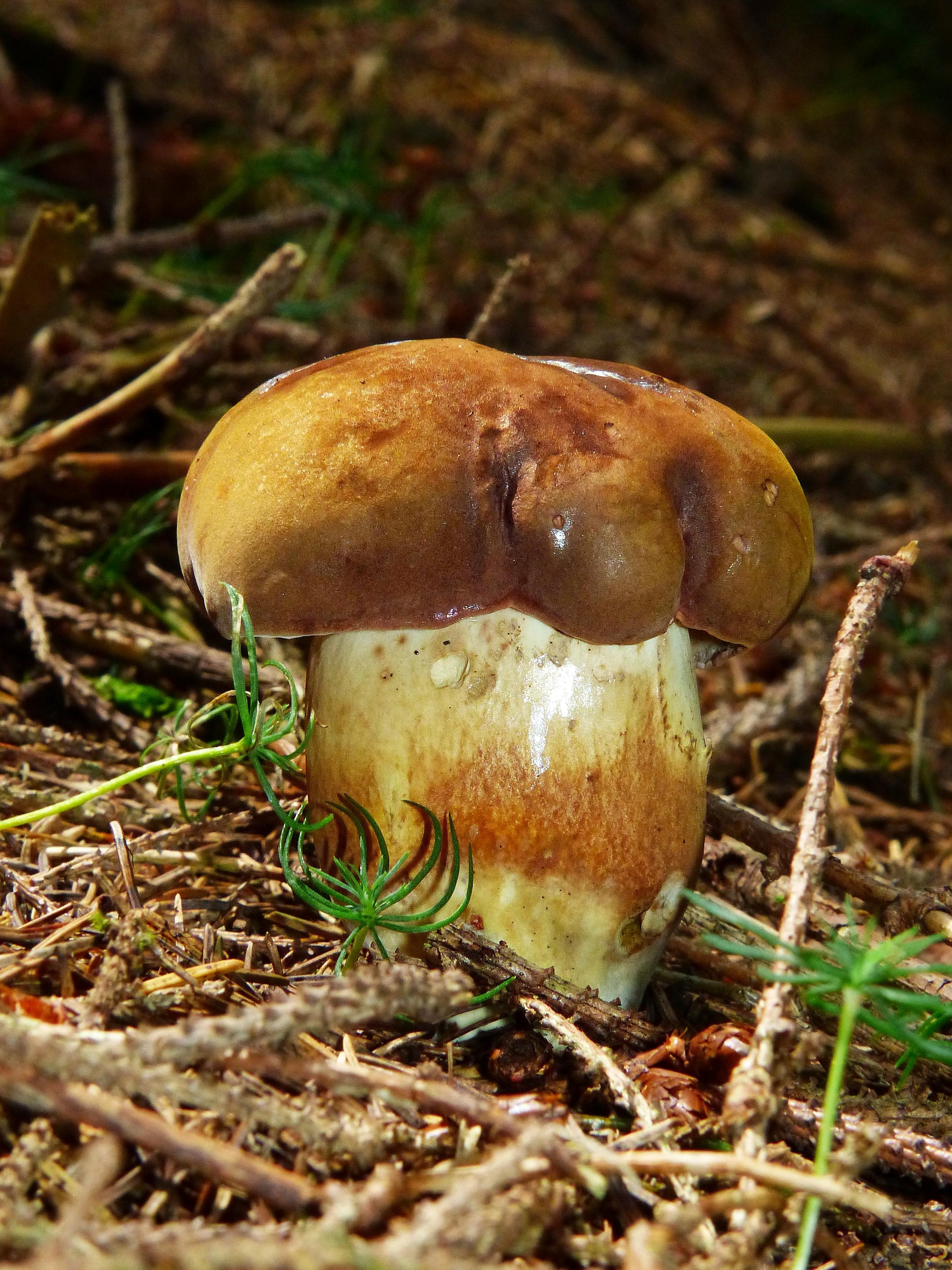 Разновидность белых грибов с фото и названиями