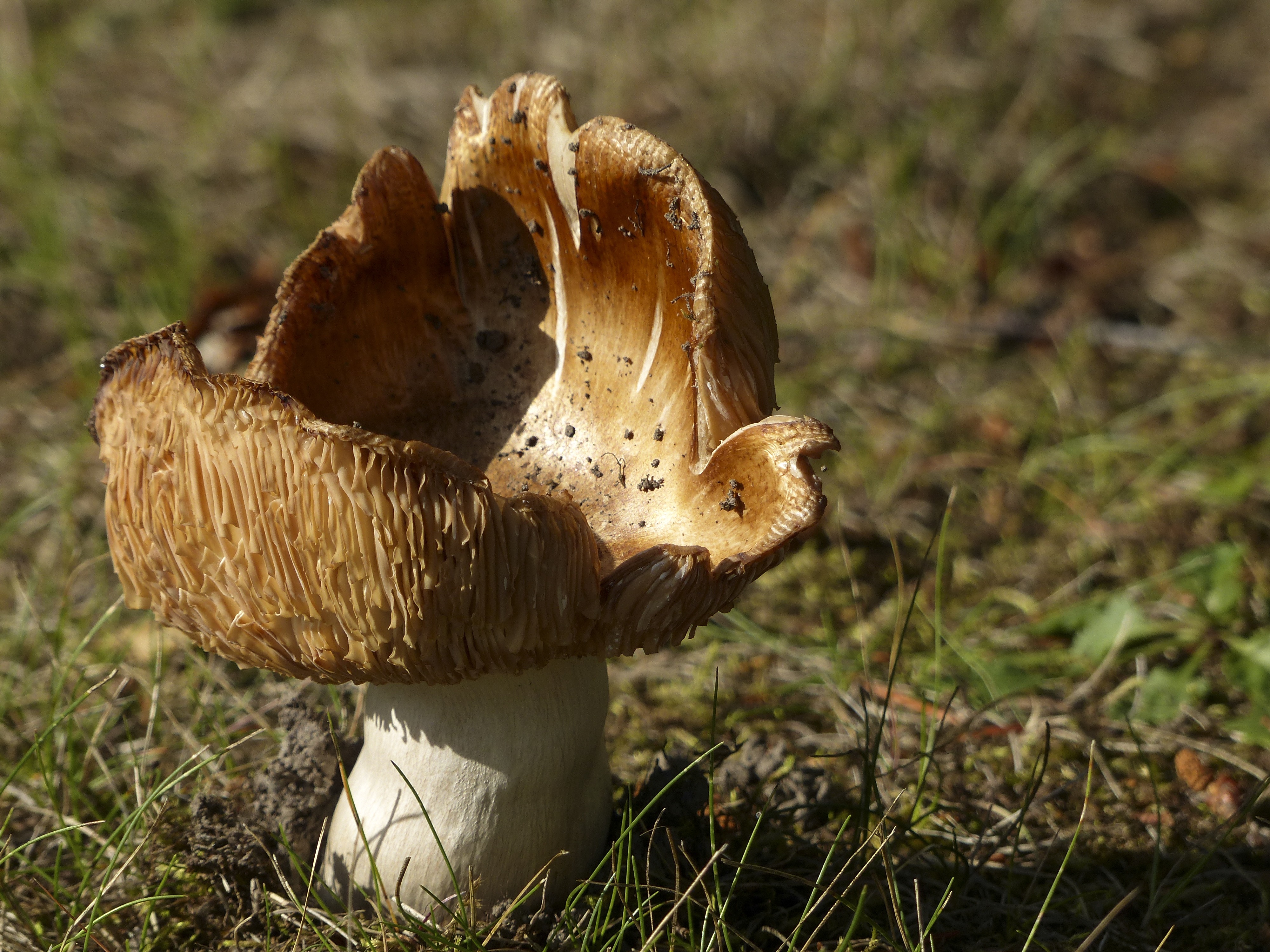 Весенние съедобные грибы фото и название. Гриб Agaricus Subrufescens. Солодашки грибы. Весенние грибов съедобные.