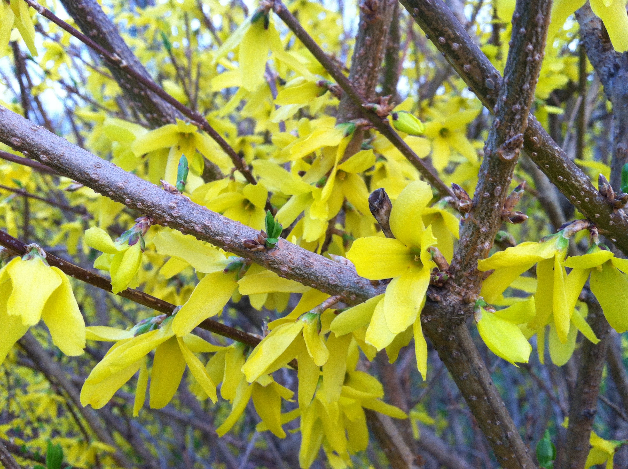 Кусты цветут желтыми цветами весной название. Форзиция. Форзиция джиральда. Форзиция пониклая "Forsythia suspensa". Форзиция европейская.