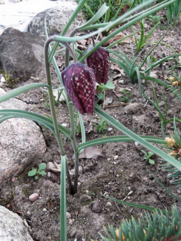 Садовый цветок рябчик посадка и уход в открытом грунте фото
