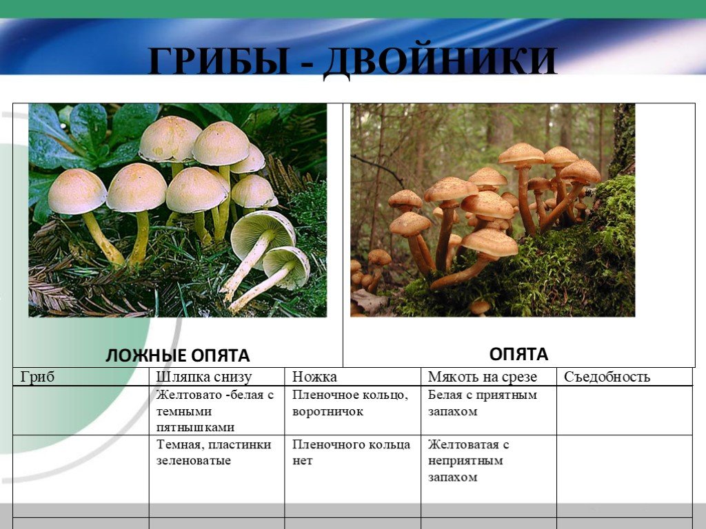 Грибы настоящие и ложные. Грибы двойники ложный опенок. Ложный опенок и настоящий опенок. Грибы двойники опята. Настоящие опята и ложные опята отличия.