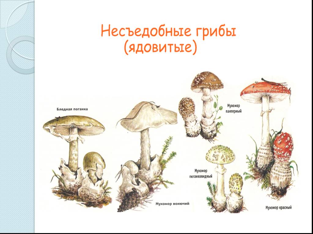 Ядовитые грибы класс. Съедобные грибы и несъедобные грибы 3 класс. Съедобные грибы и несъедобные грибы 3 класс окружающий мир. Несъедобные грибы названия 3 класс. Съедобные и несъедобные грибы 3 класс окружающий мир.