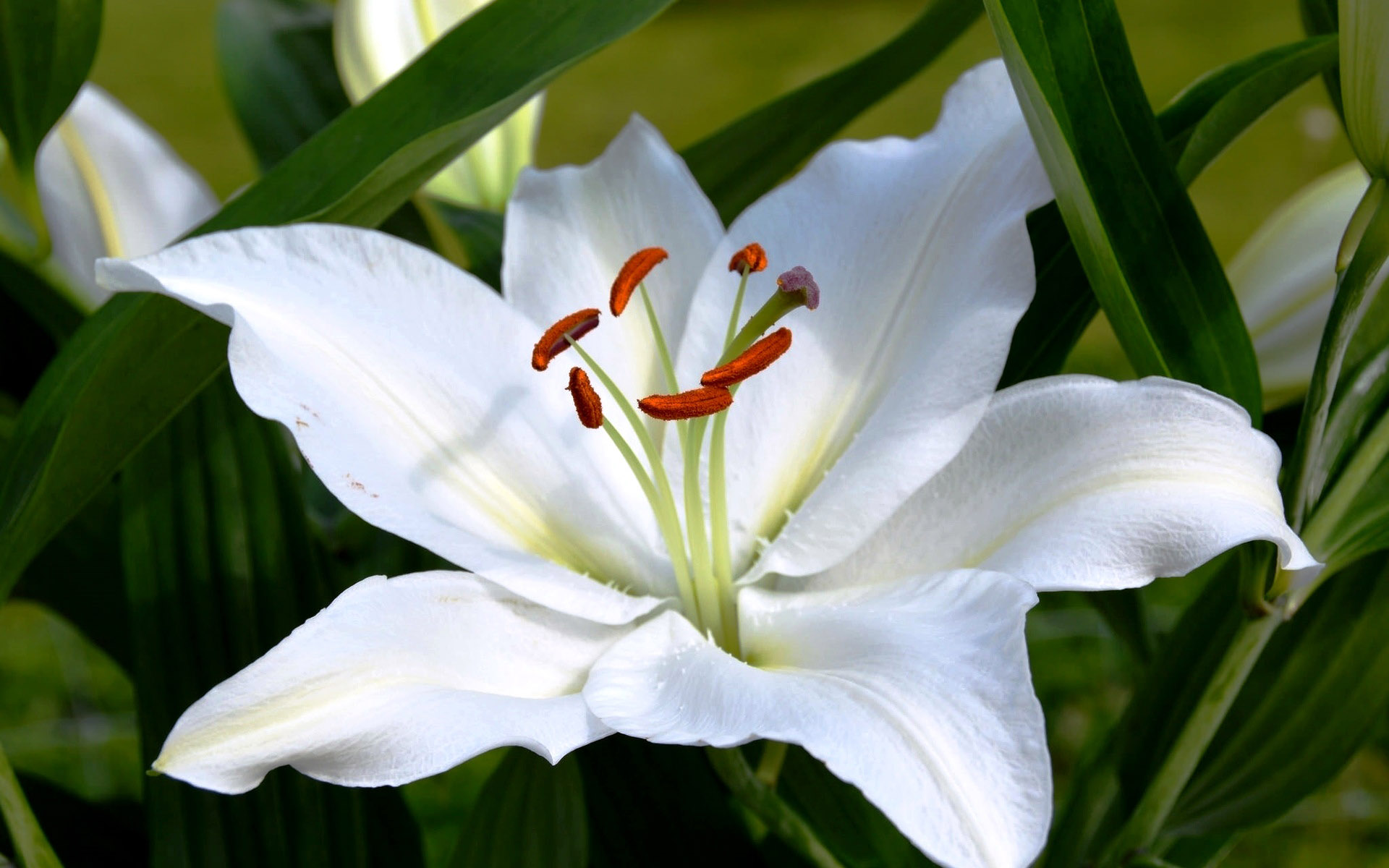 Очень красивые и прекрасные картинки, фото Белая лилия - подборка 1