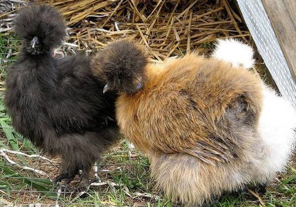 Черная и коричневая шелковые курицы. 