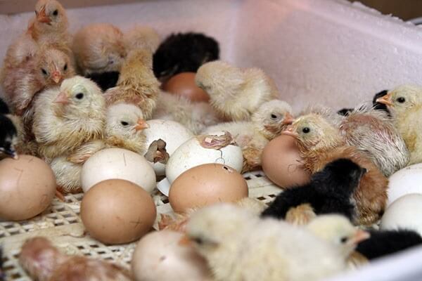 Лечение поноса у цыплят домашними средствами. 